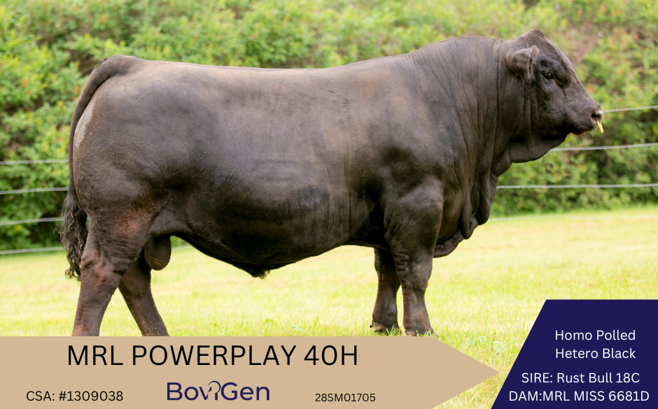 MRL Power Play 40H