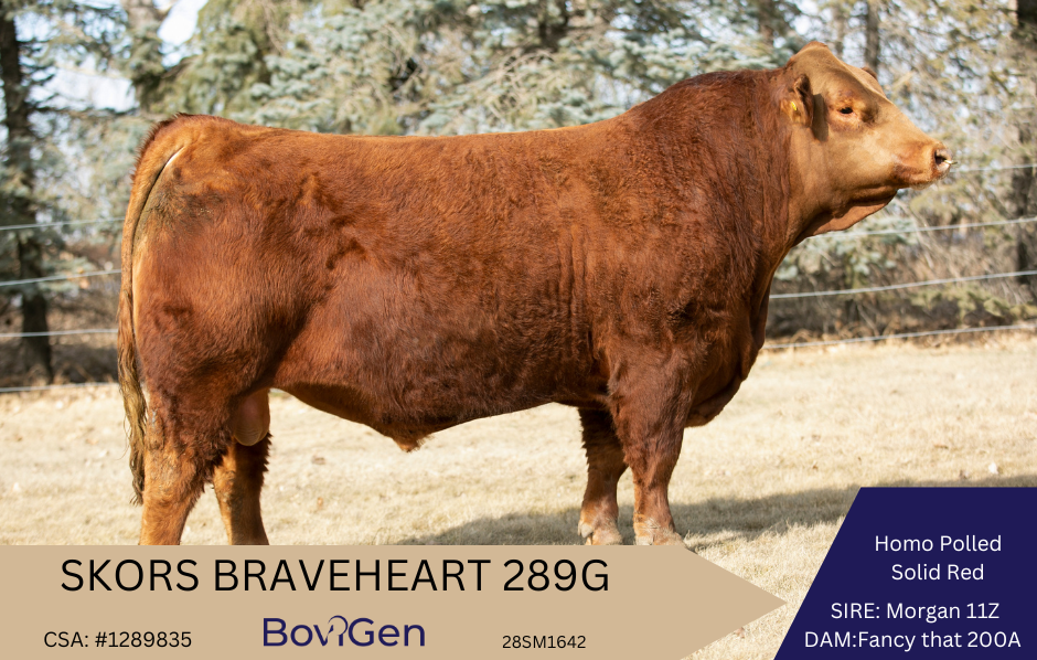 SKORS BRAVEHEART 289G