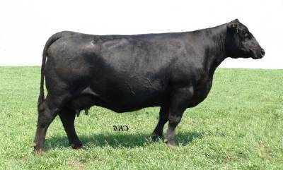 BA Lady 6807 305- Dam of R B Tour of Duty 177